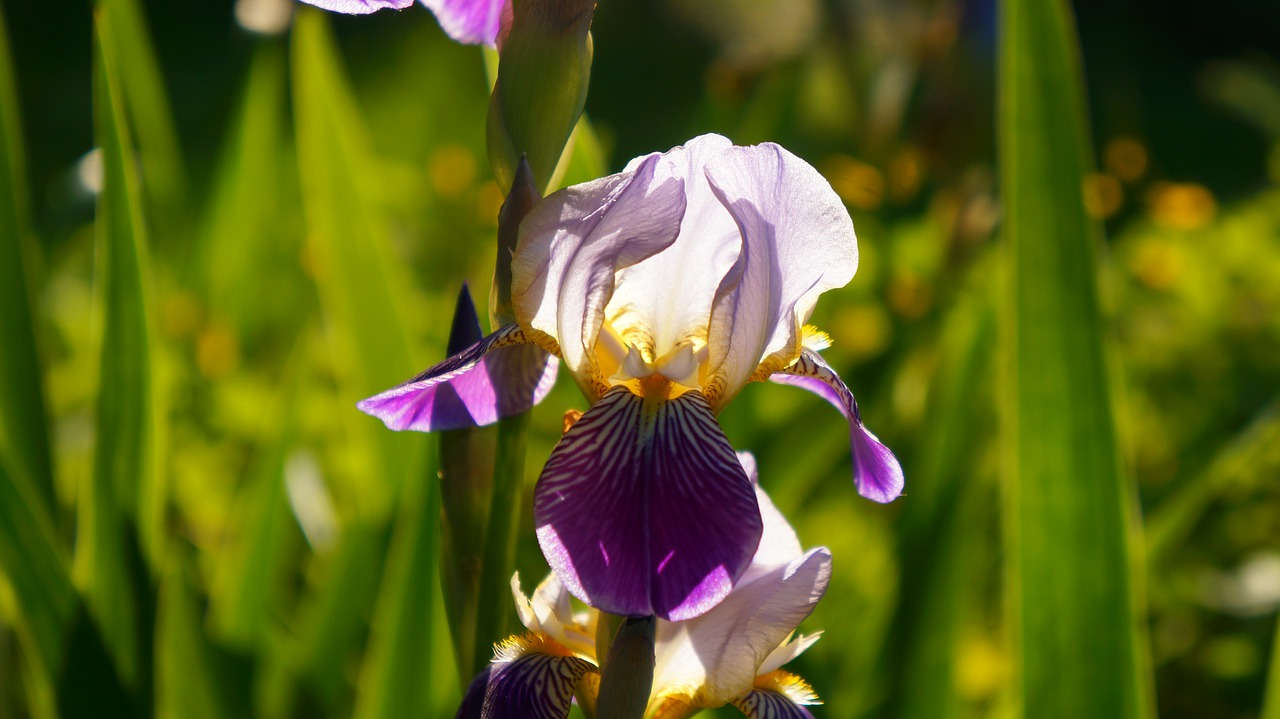 nature  plants  flowers free photo