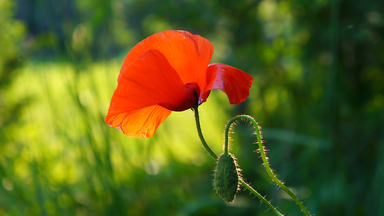 nature  plants  flower free photo