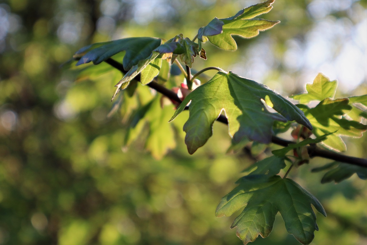 nature  branch  leaves free photo