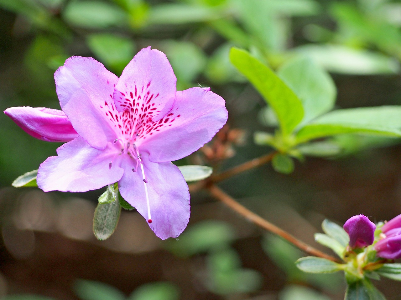 nature  the beauty of the  flower free photo