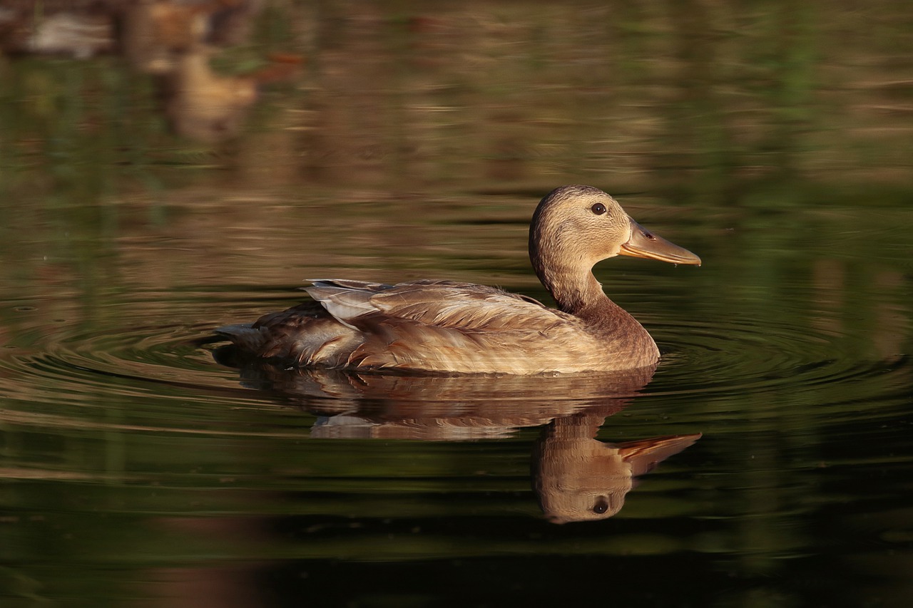 nature  duck  water free photo