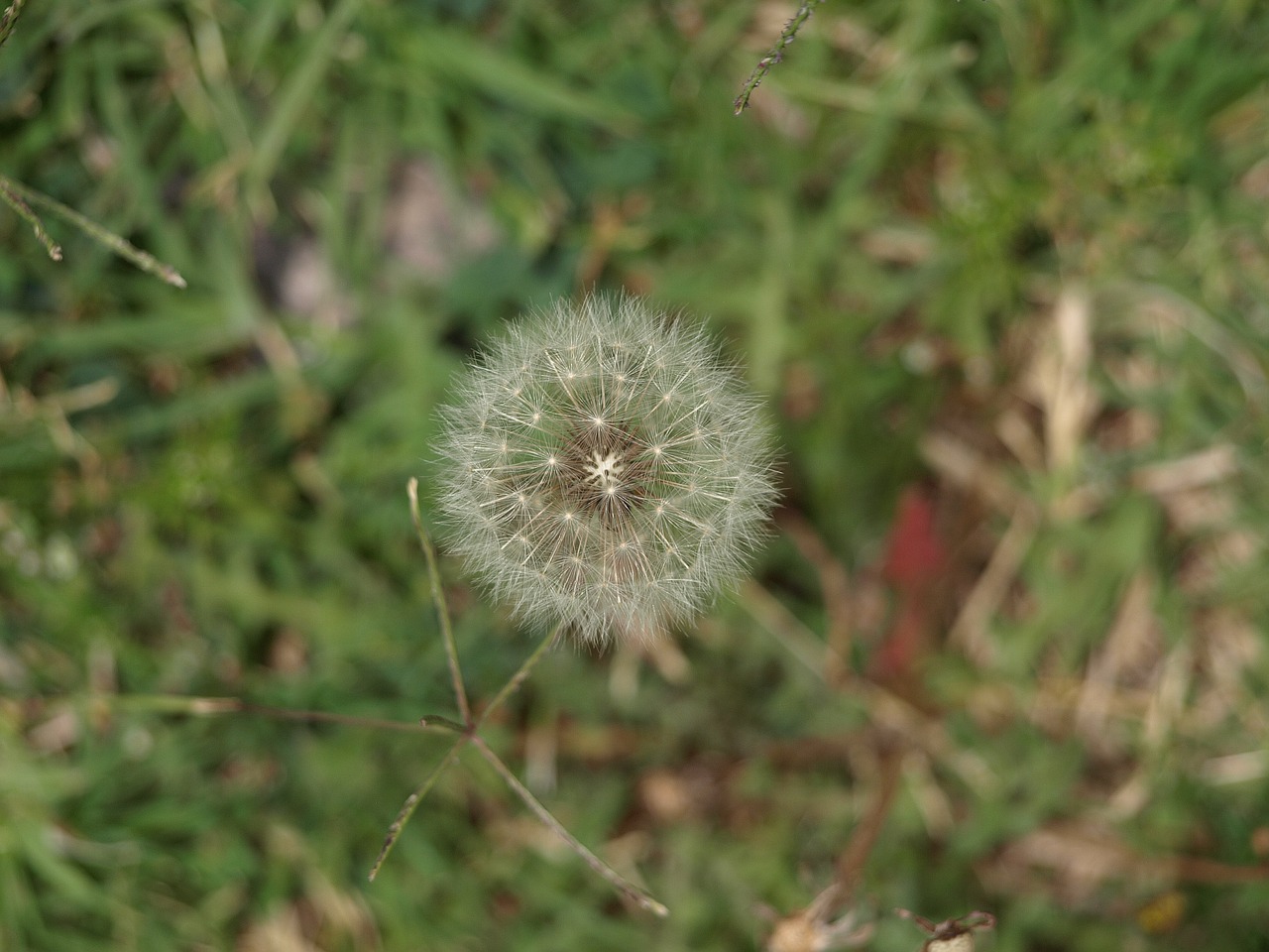 nature flower dandelion free photo