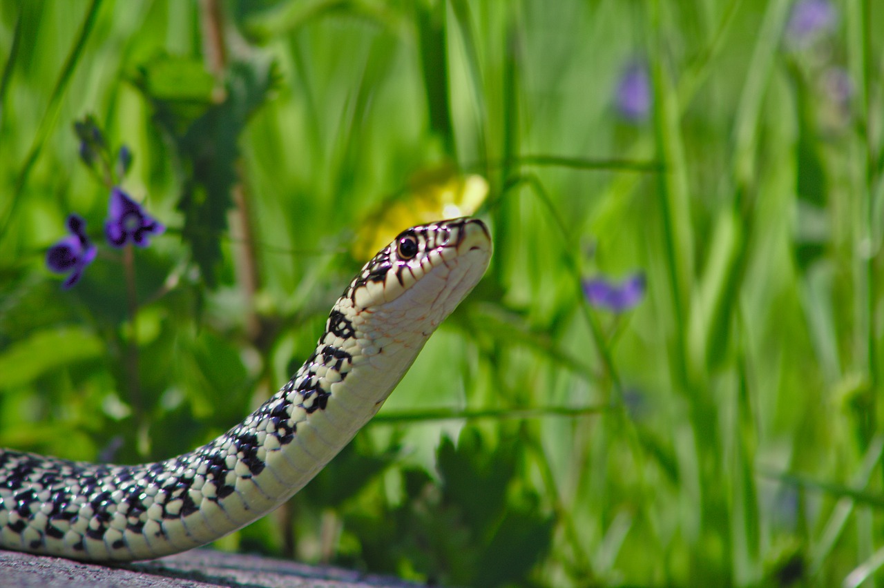 nature  snake  animals free photo