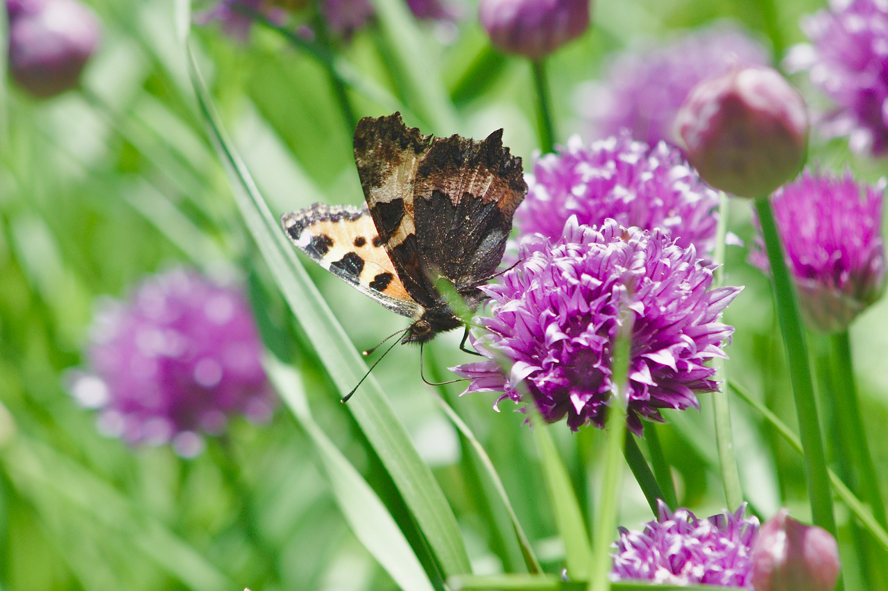 nature  butterfly  flower free photo