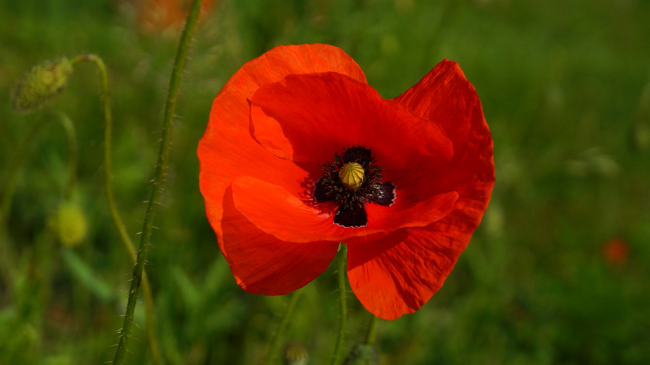 nature  plants  flowers free photo