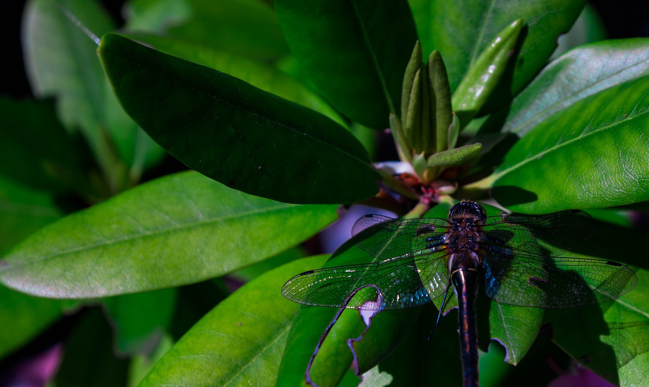 nature  plants  dragonfly free photo