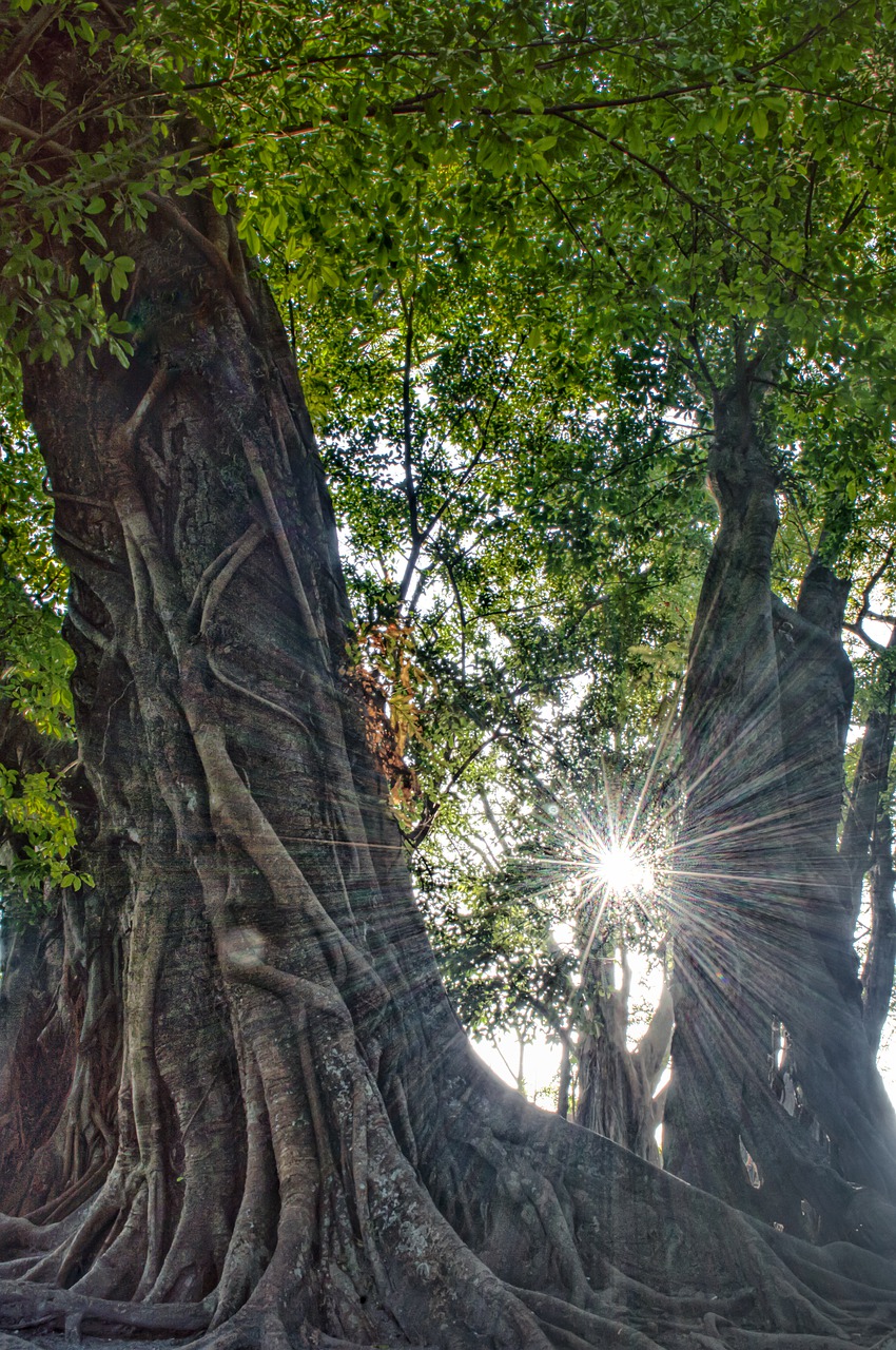 nature  tree  green free photo