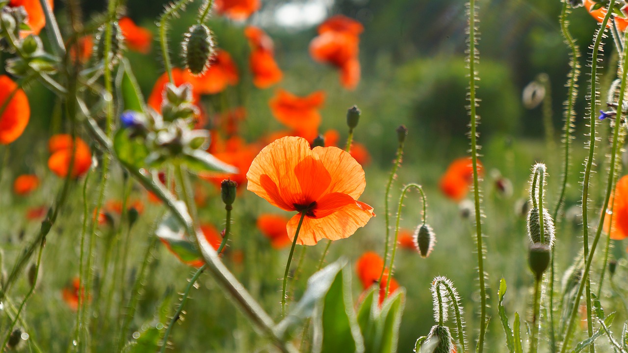 nature  plants  red free photo