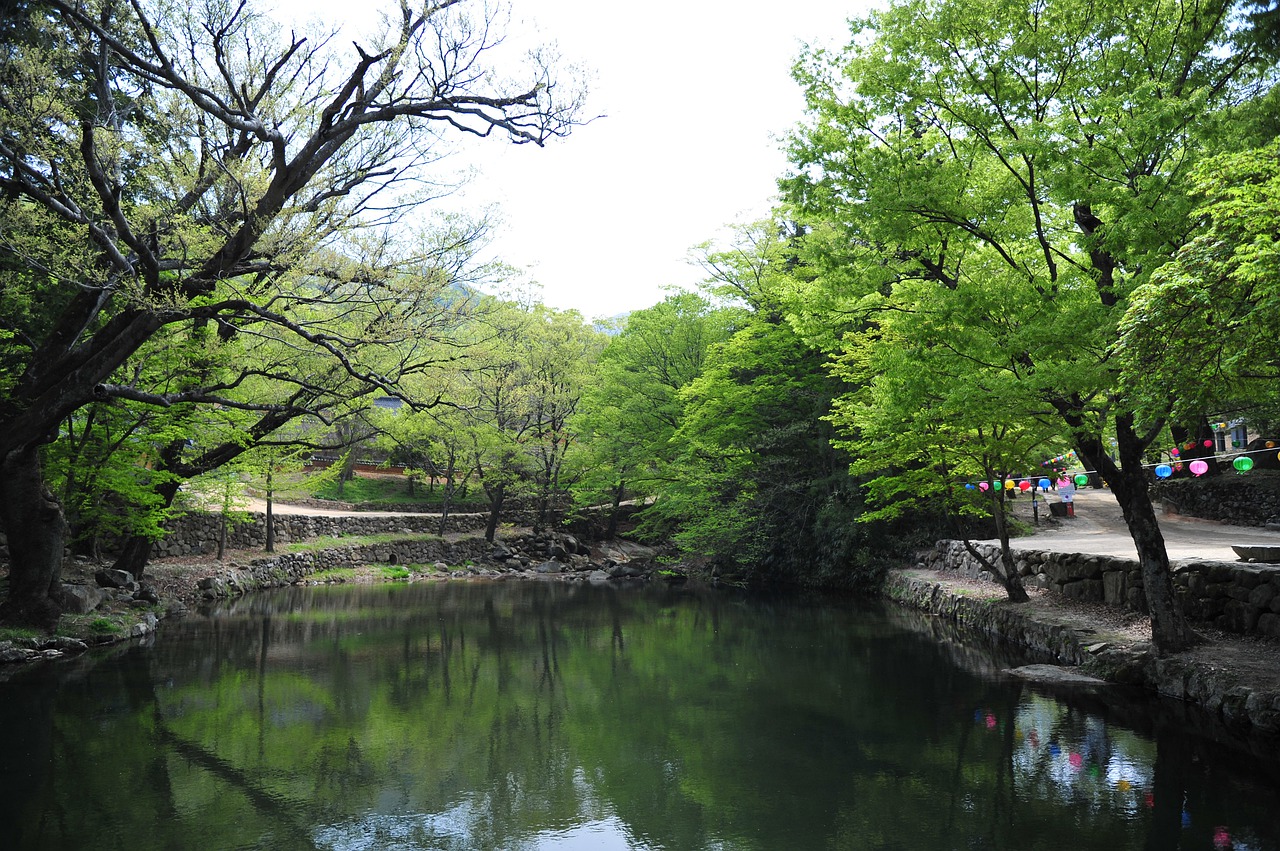 nature  forest  wood free photo