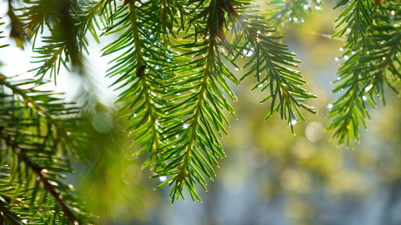 nature  plants  spruce free photo