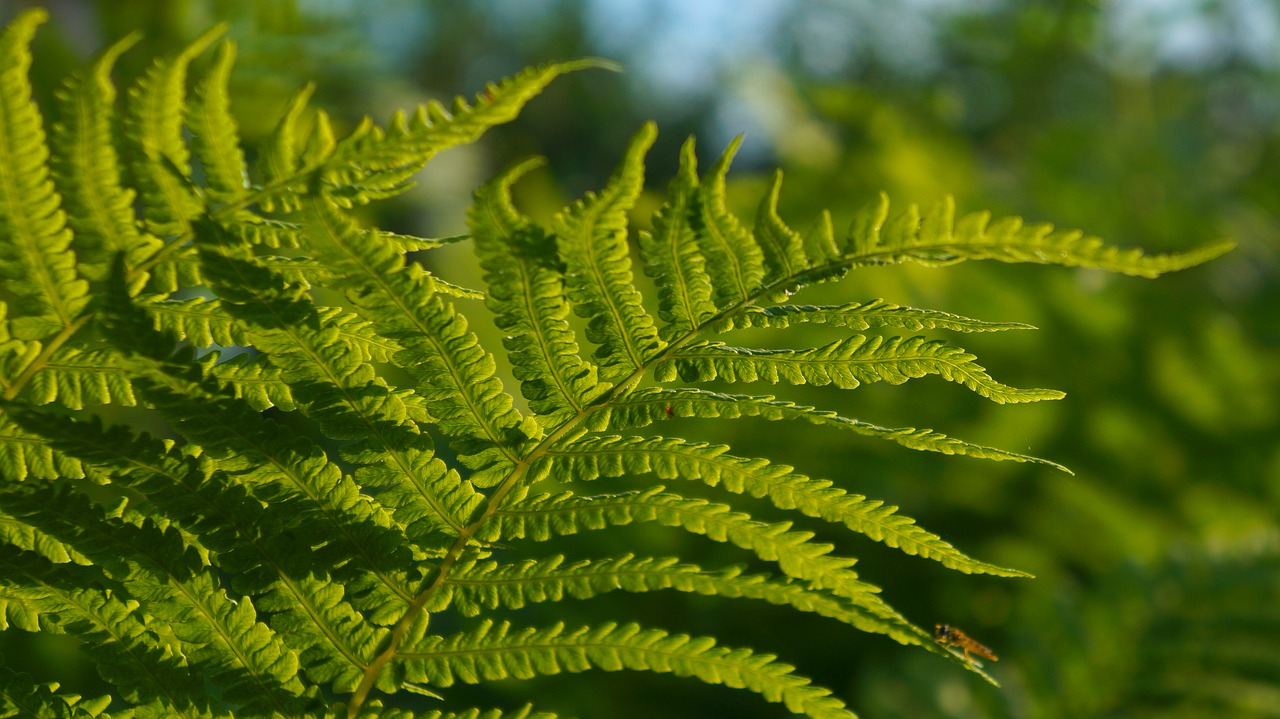 nature  plants  green free photo