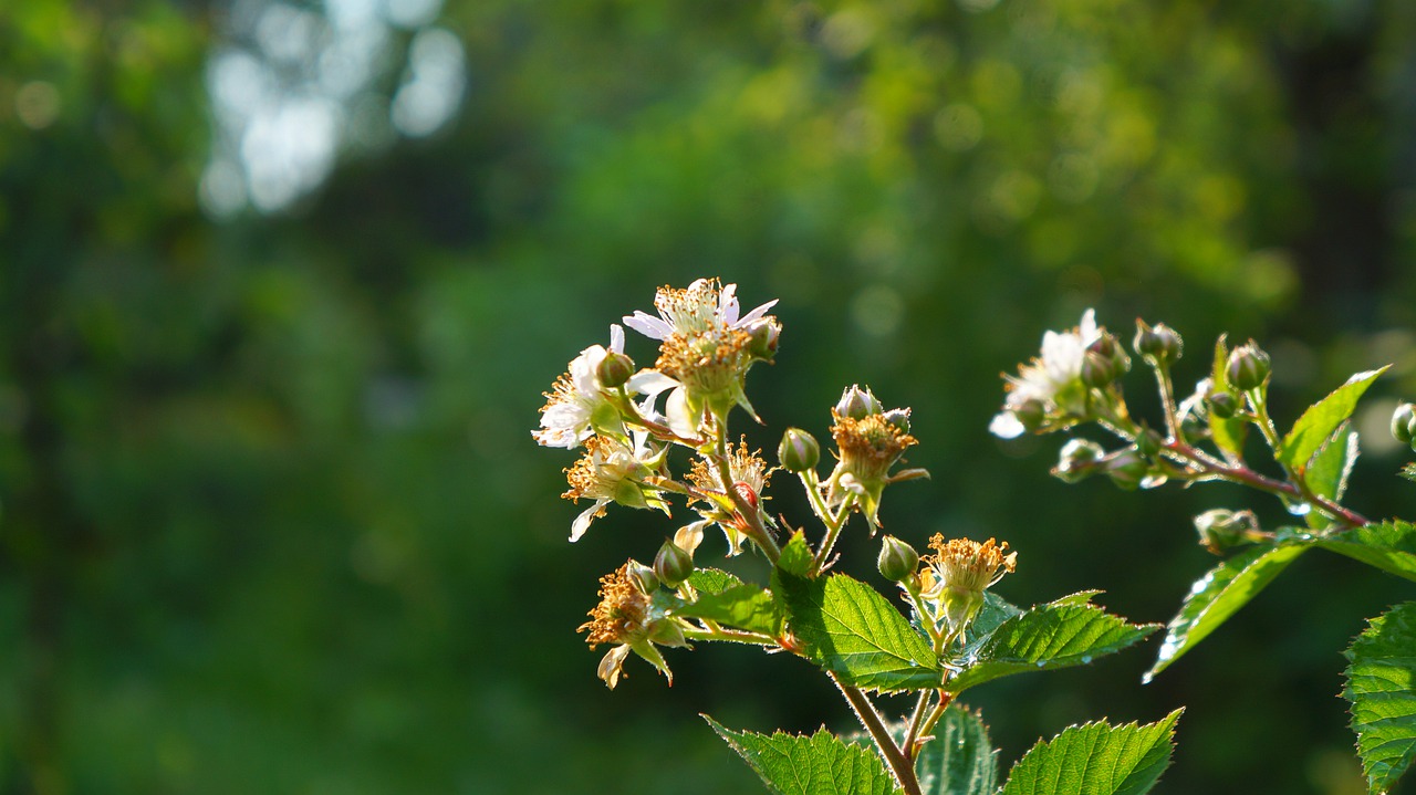 nature  plants  flowering blackberry free photo