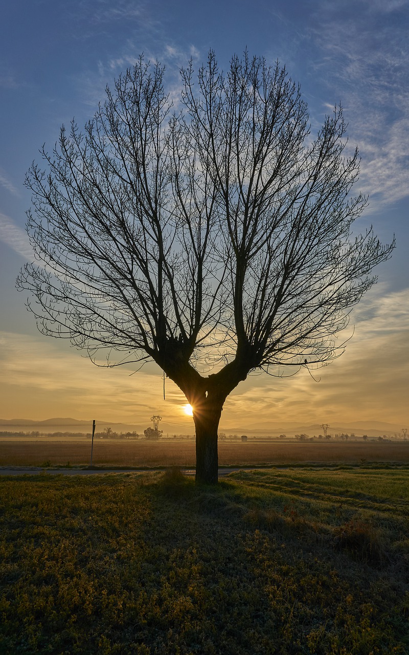 nature  tree  dawn free photo