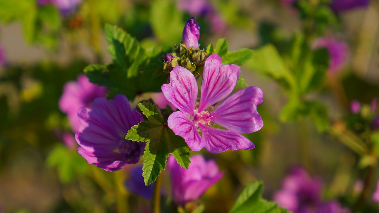 nature  plants  flowers free photo