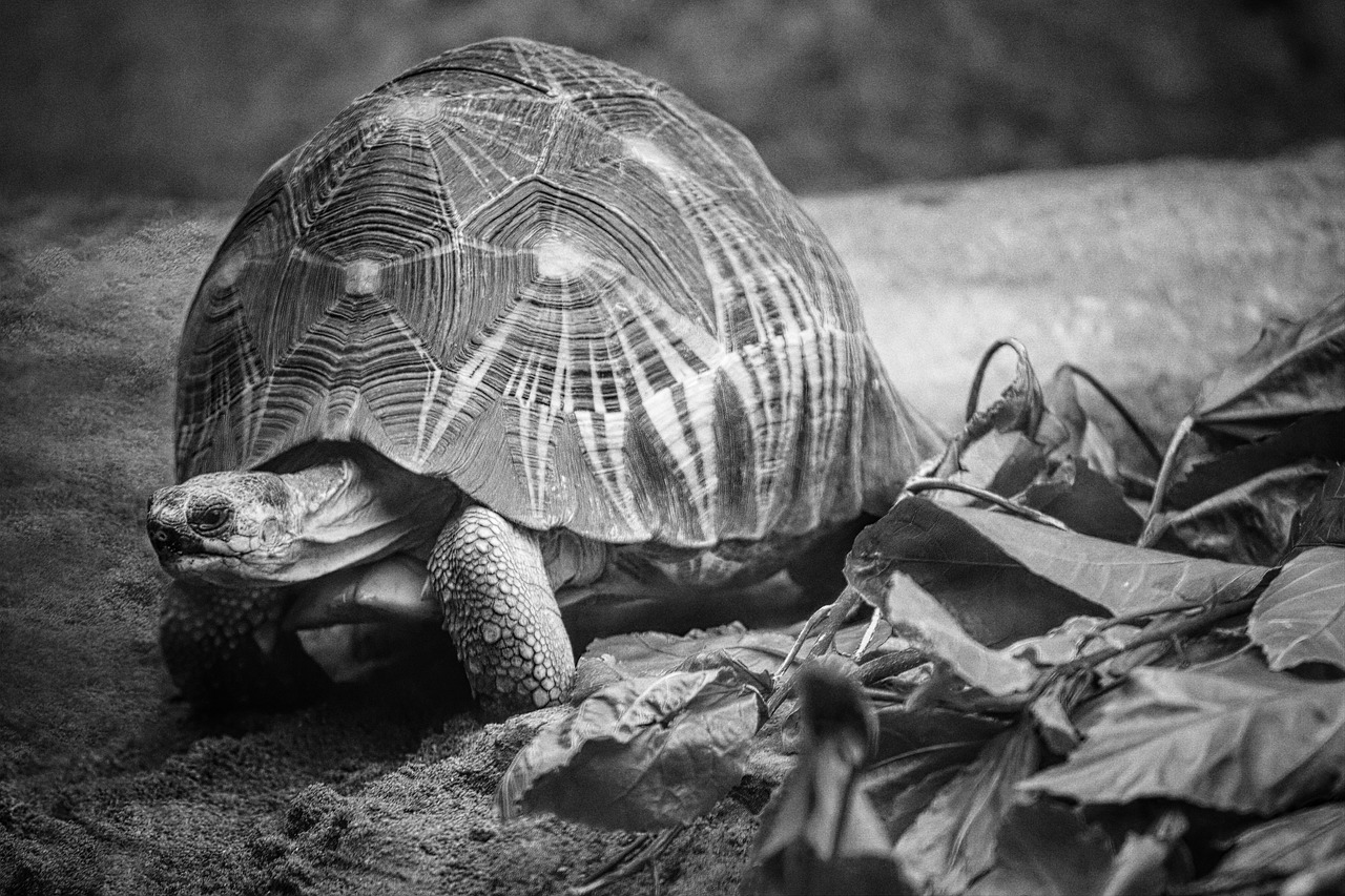 nature  turtle  earth free photo