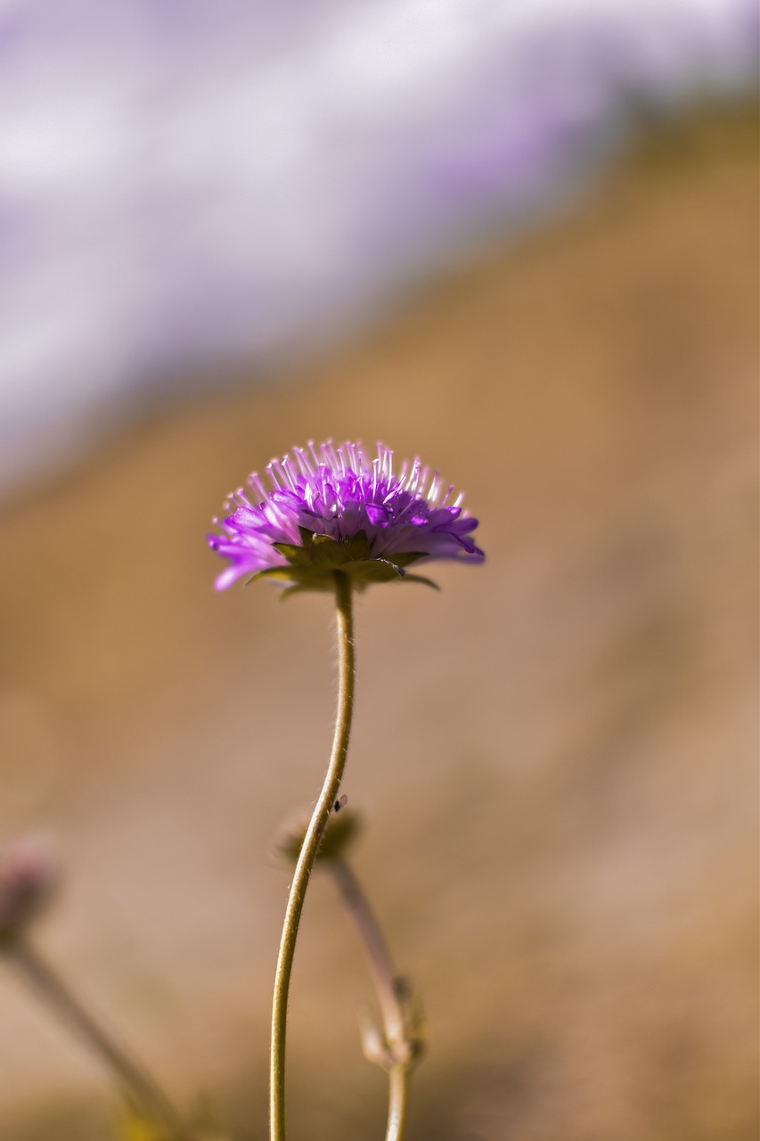 nature  summer  in the summer of free photo