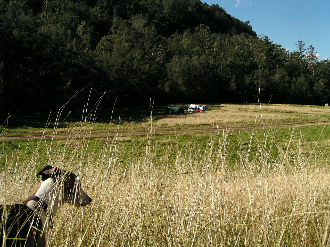 nature dog camping free photo