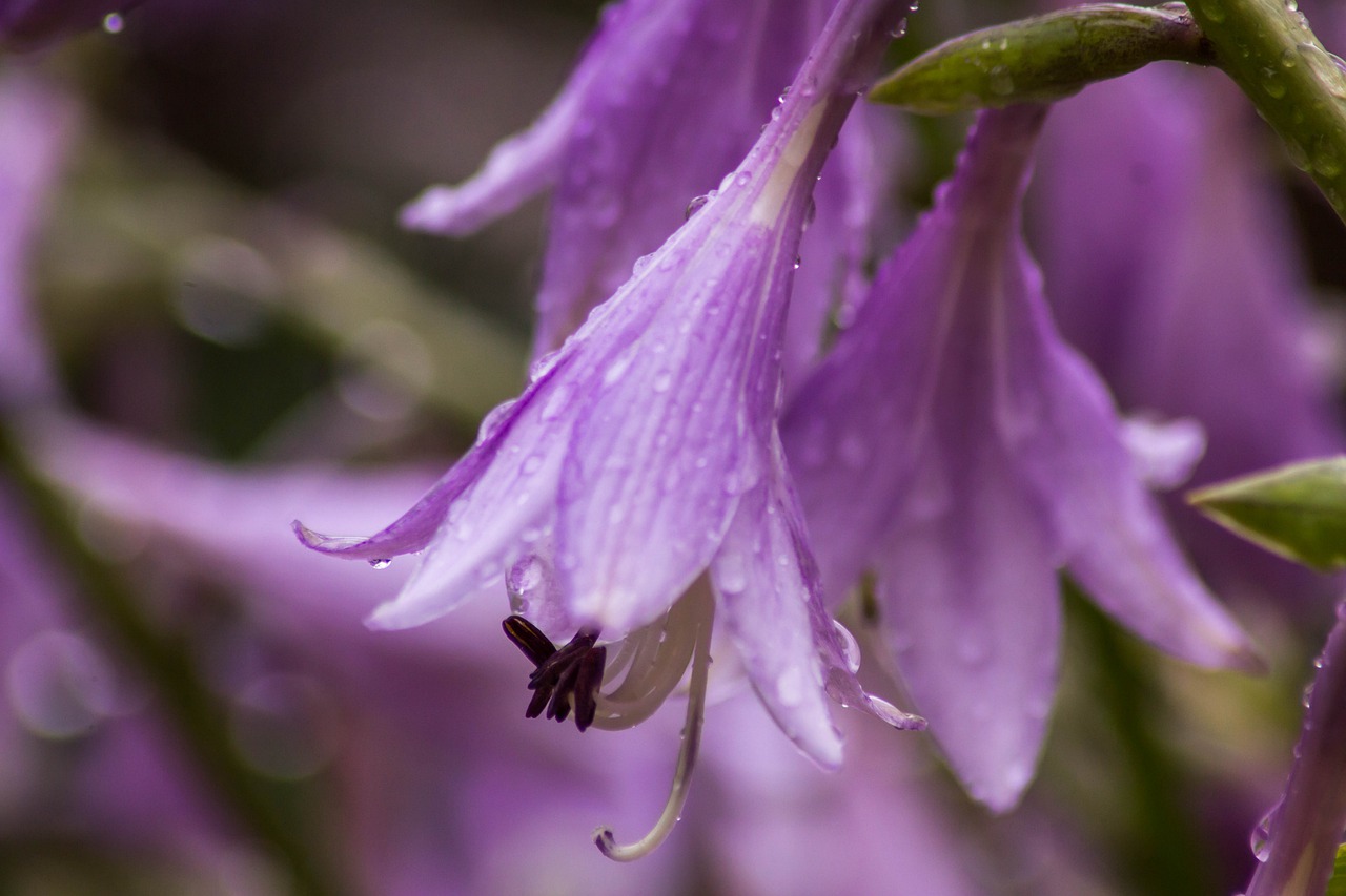 nature  flowers  petals free photo