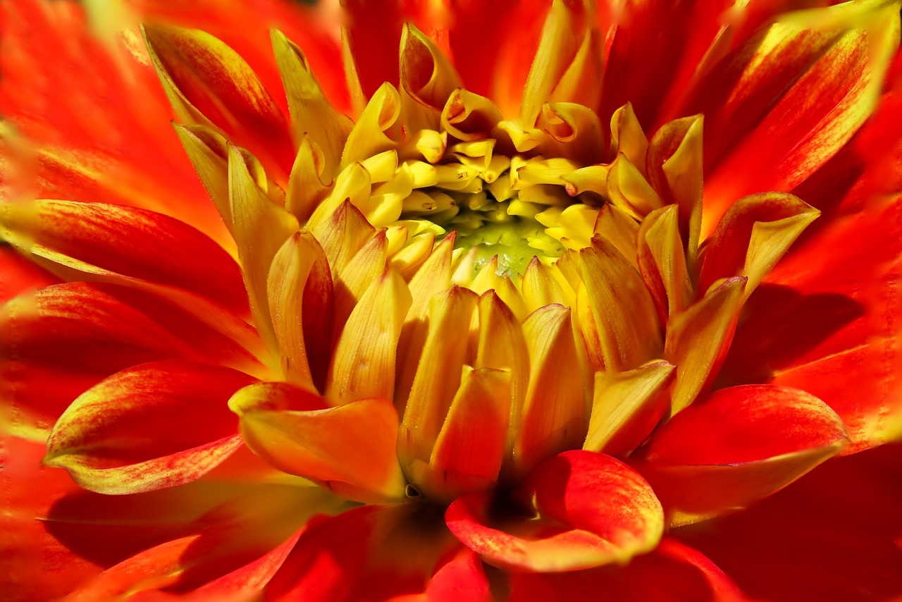 nature  flower  dahlia free photo