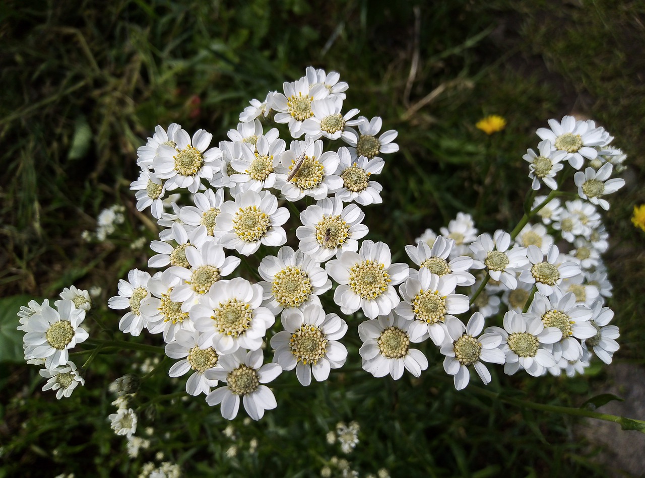 nature  flowers  garden free photo