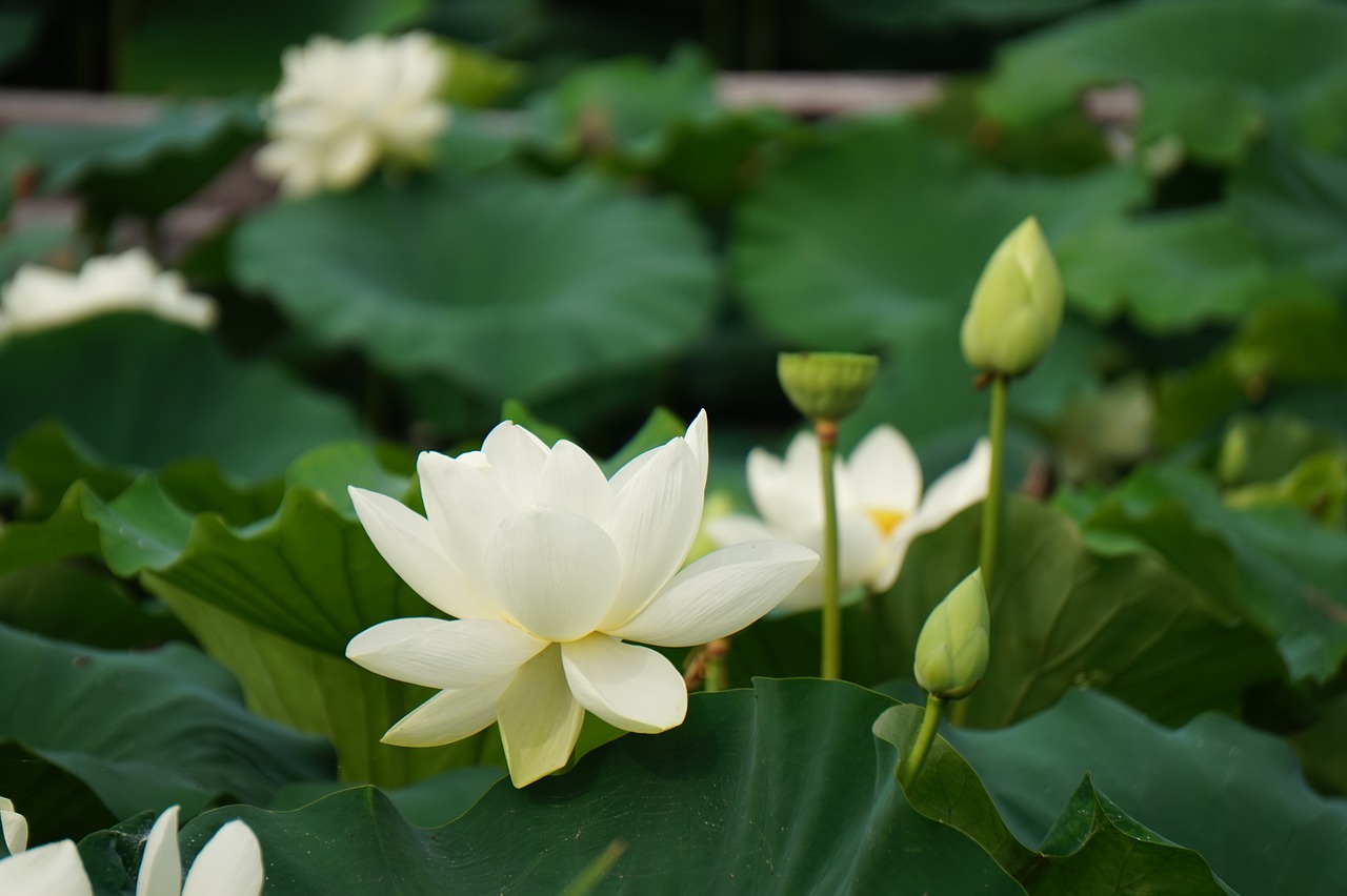 nature  plants  yangpyeong free photo