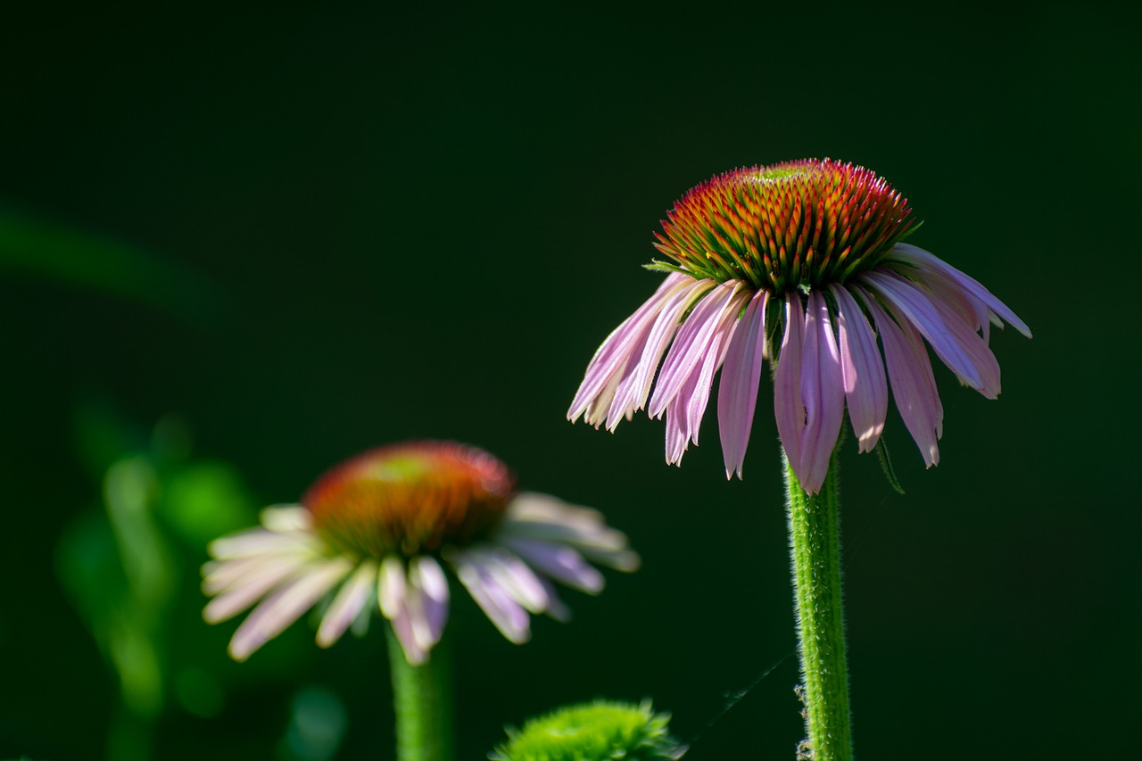 nature  flowers  summer free photo