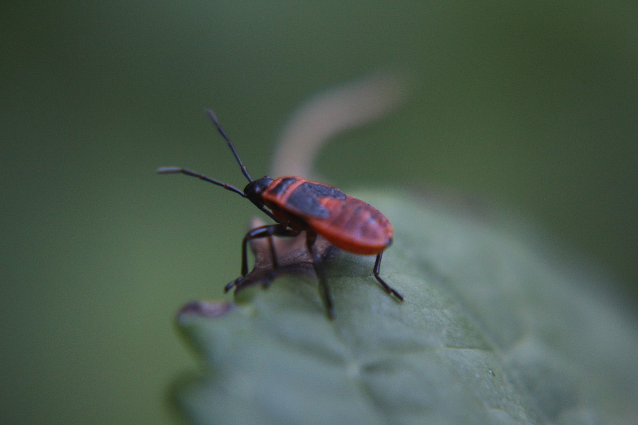 nature  beetle  red free photo