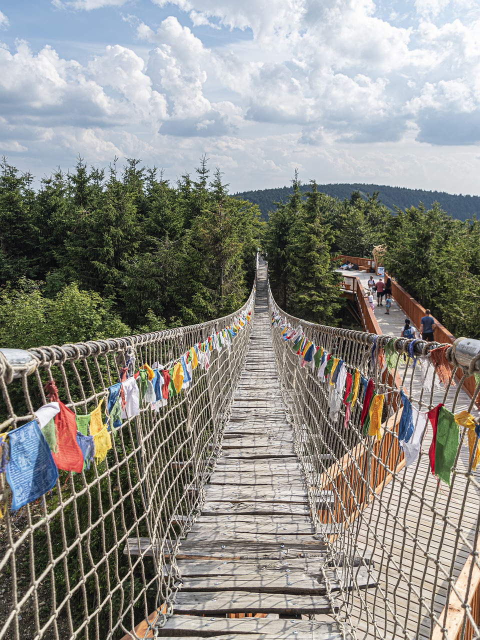 nature  bridge  forest free photo