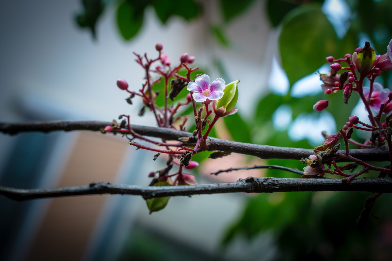 nature  flower  garden free photo