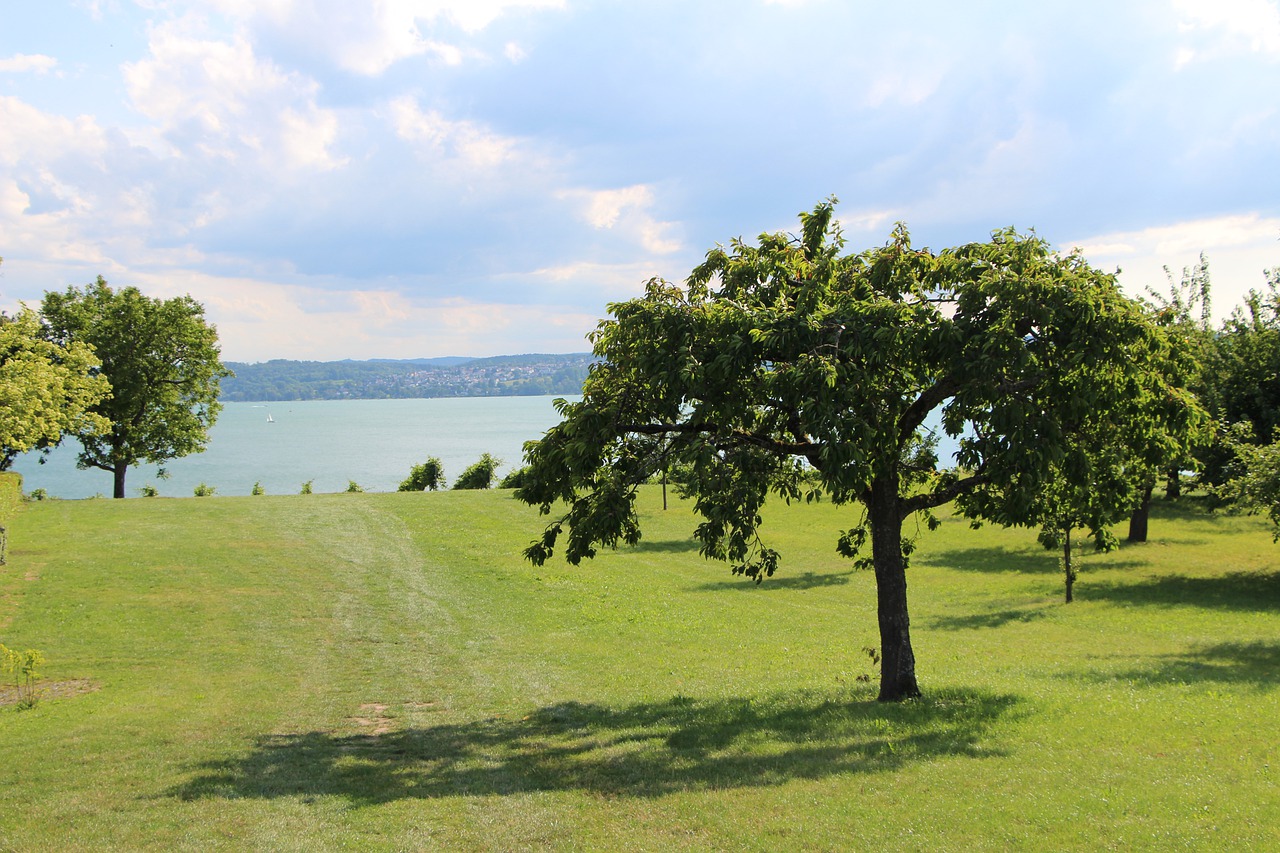 nature  water  lake constance free photo