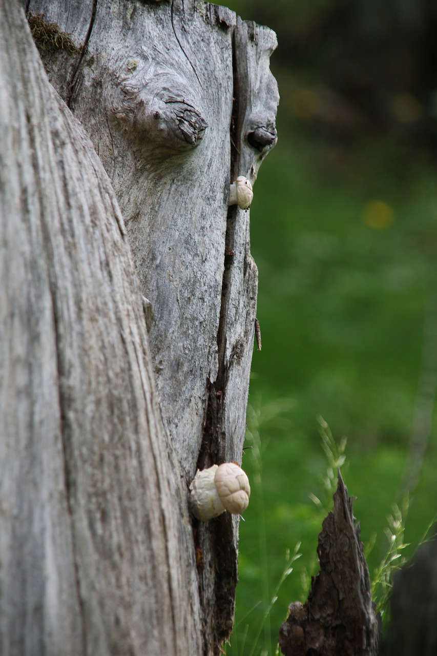 nature  tree  fungus free photo