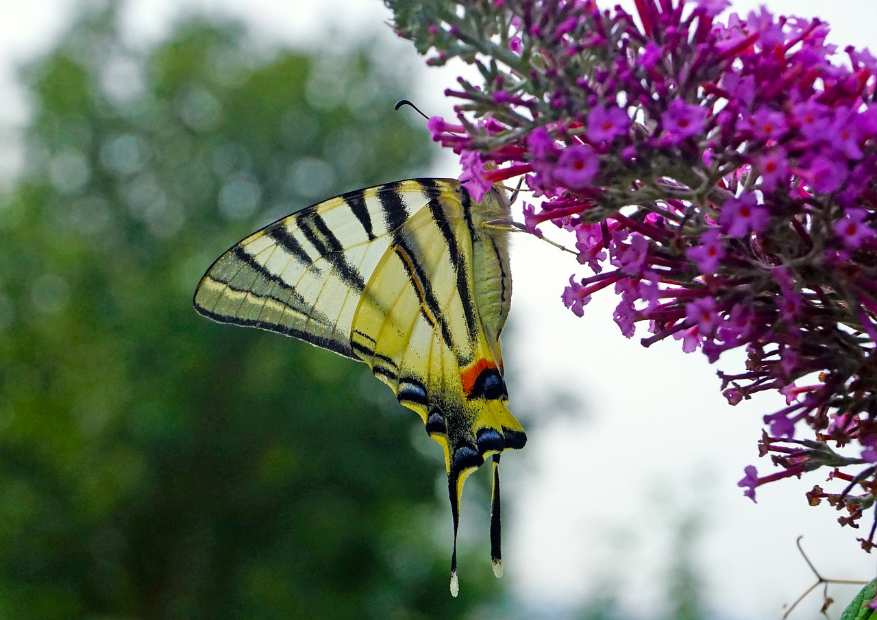 nature  butterfly  swallowtail fruit free photo