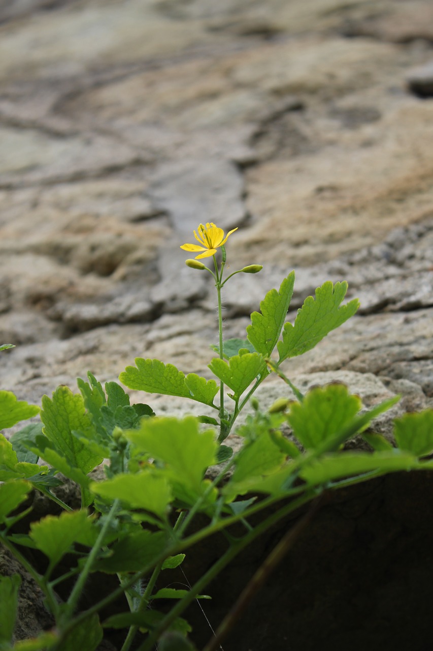 nature flower rock free photo