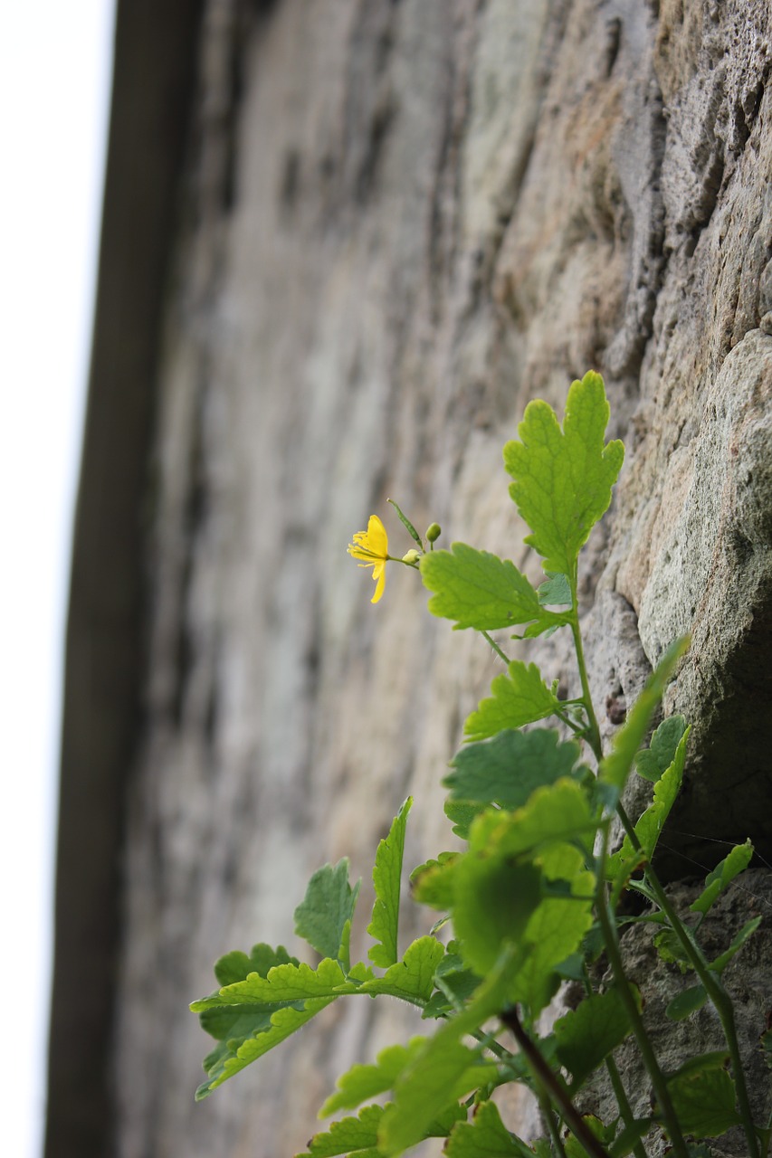 nature flower rock free photo