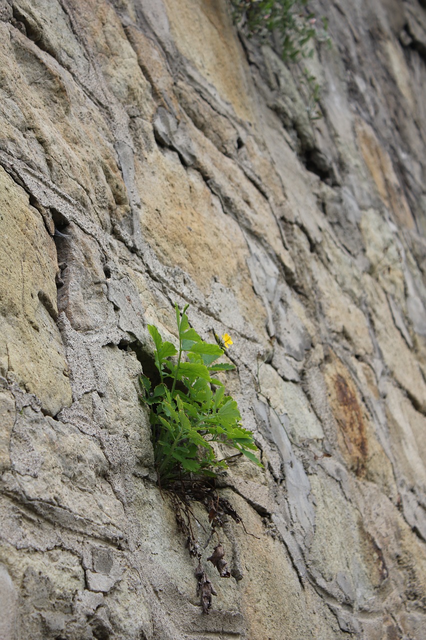 nature flower rock free photo