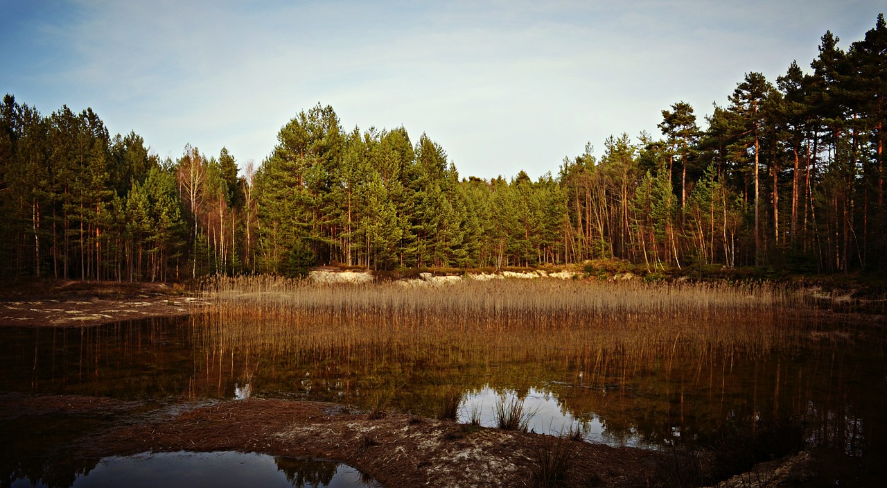 nature landscape forest free photo