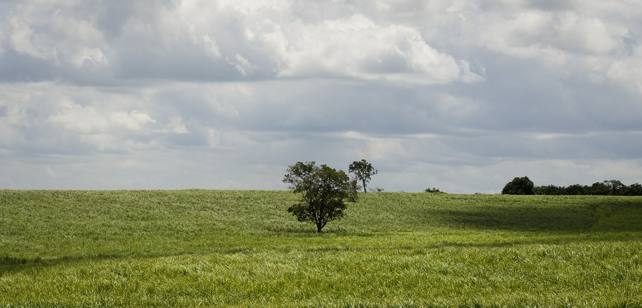 nature landscape trees free photo