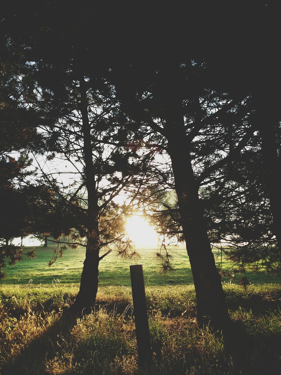 nature sunlight sunshine free photo