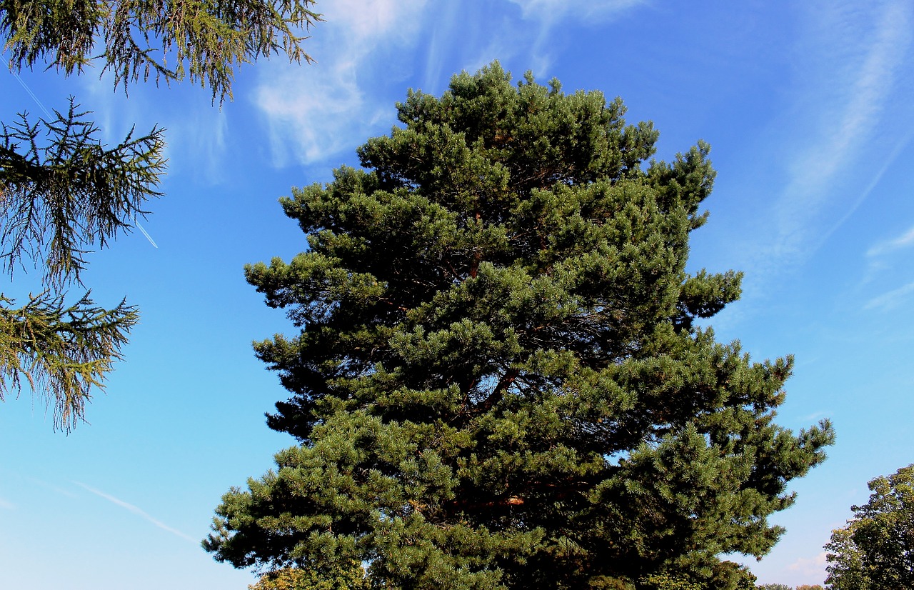 nature tree conifer free photo