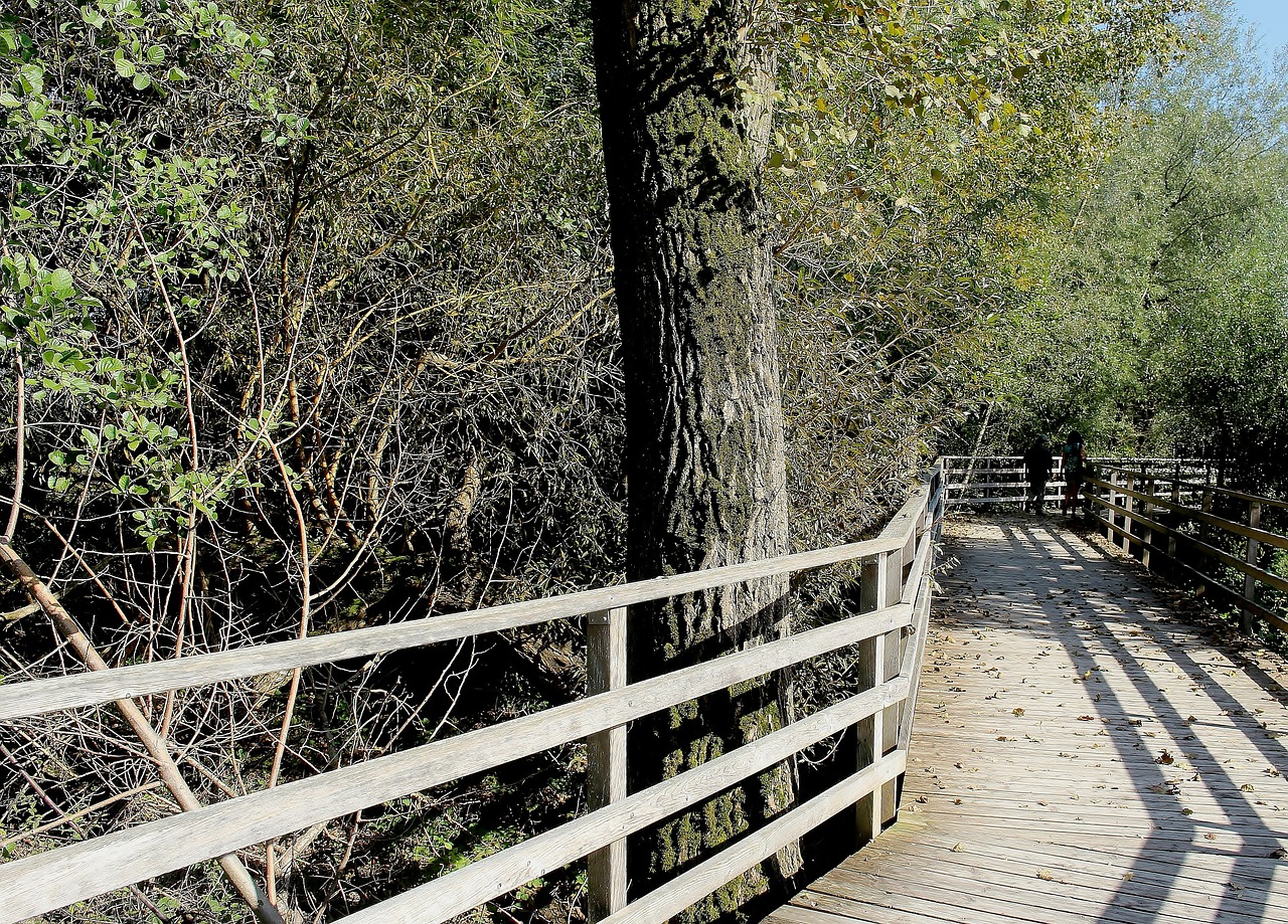 nature walk boardwalk free photo