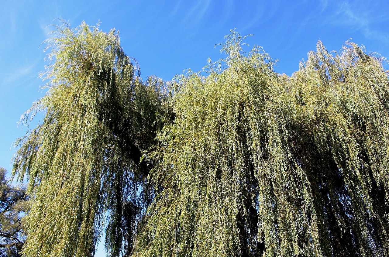 nature trees weeping willows free photo