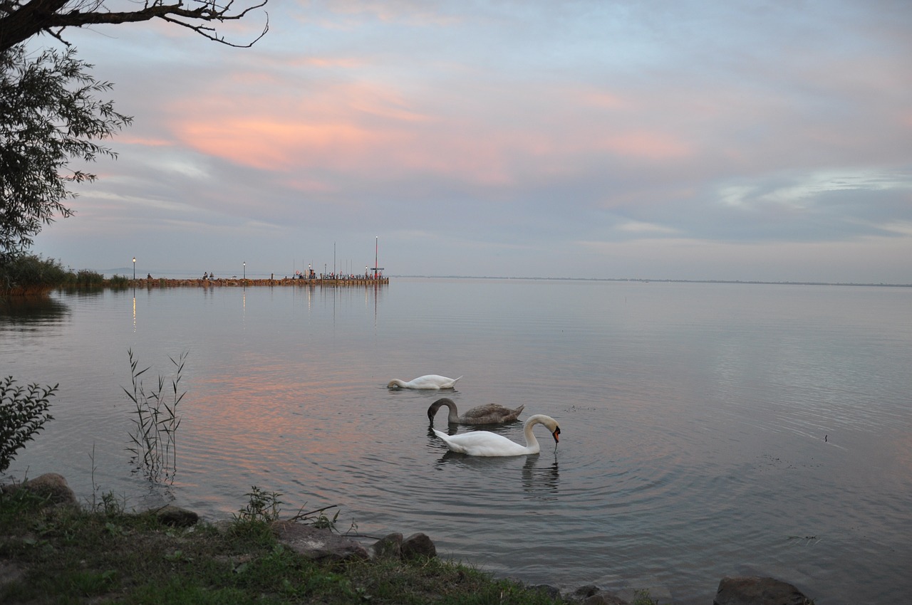 nature lake balaton lake free photo