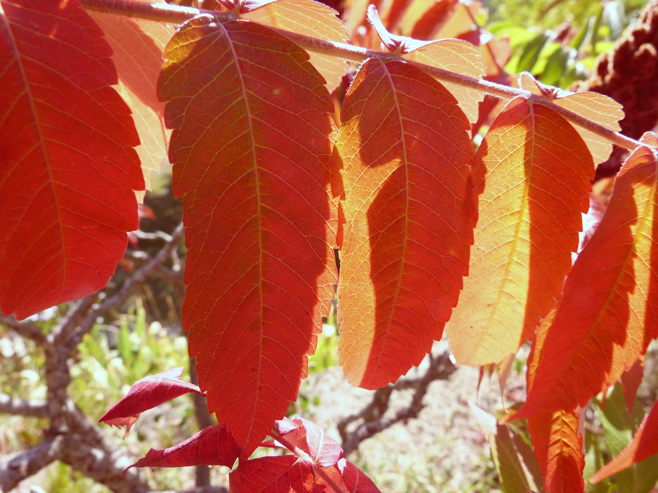 nature leaves bright colors free photo