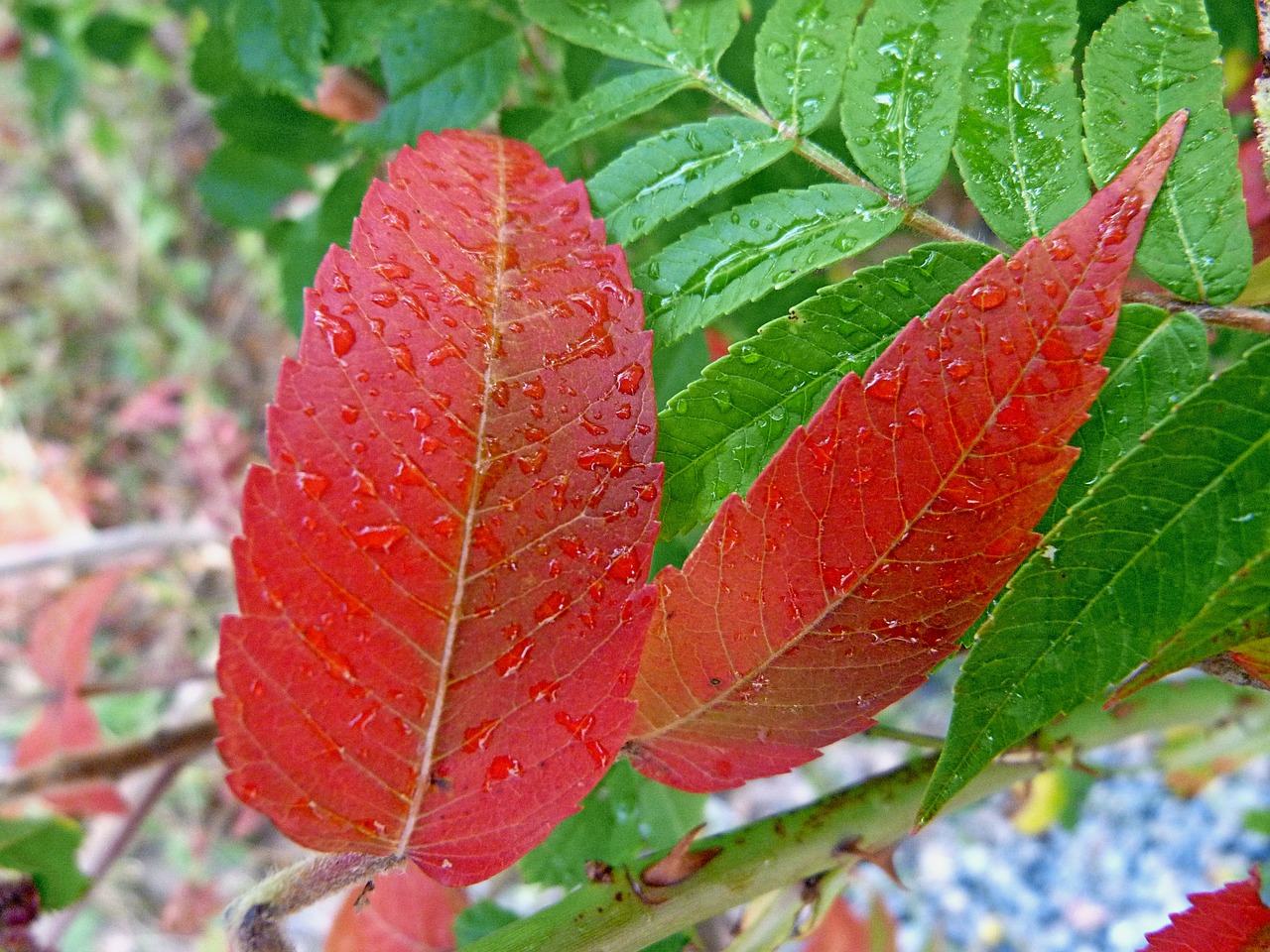 nature leaves macro free photo