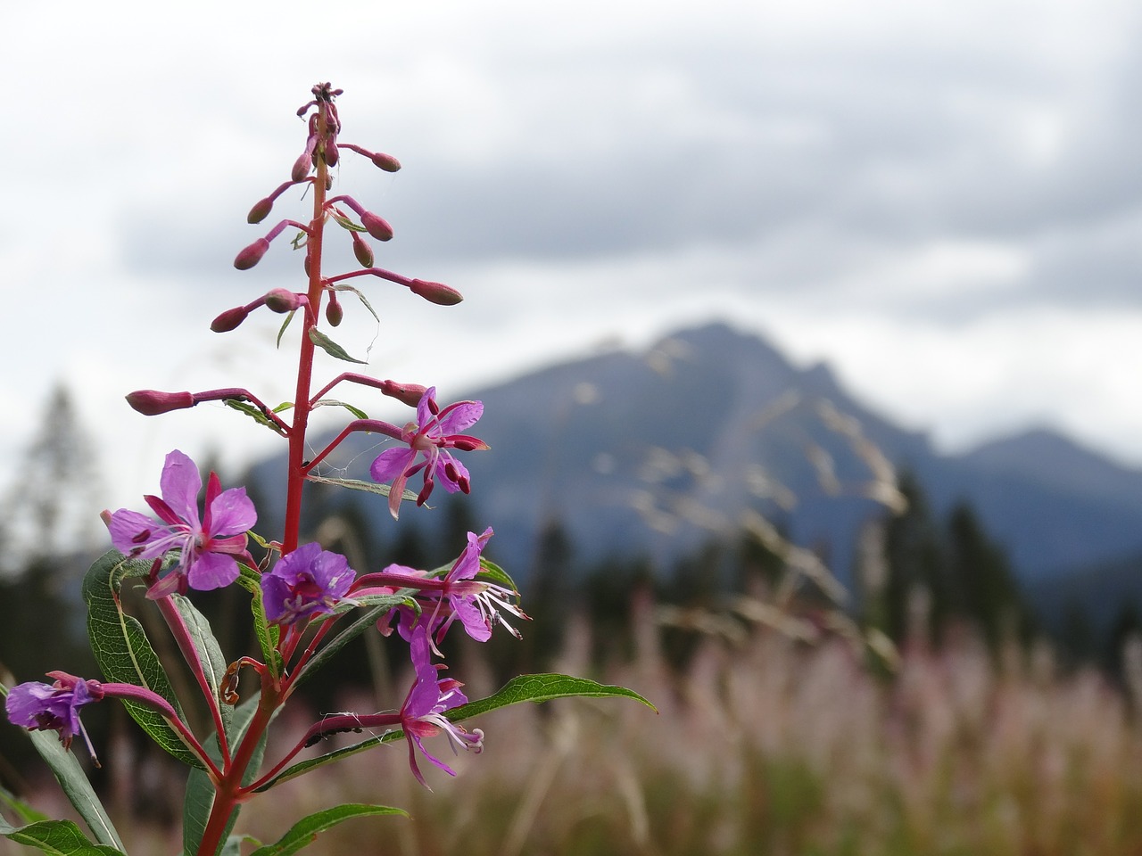 nature mountains plant free photo