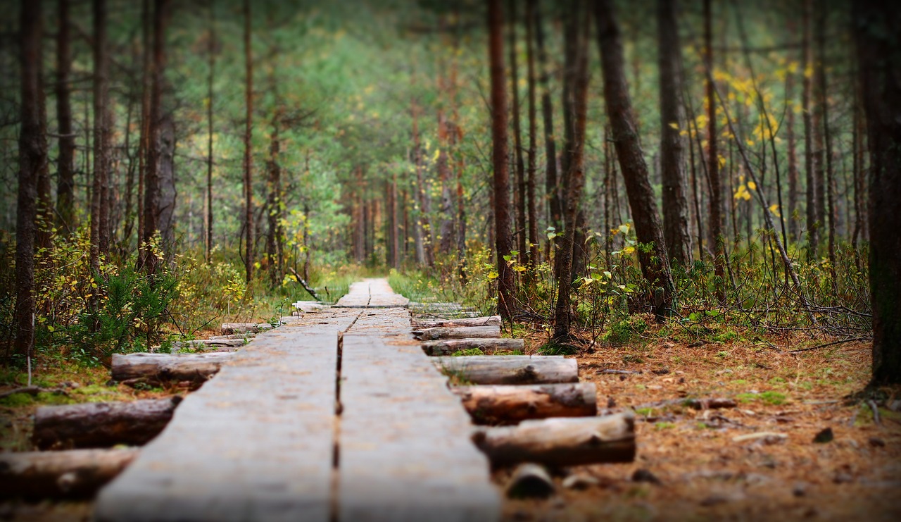 nature the path forest free photo