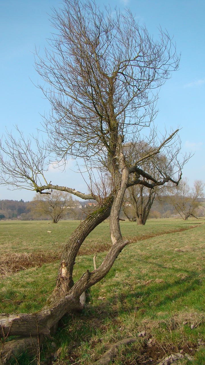 nature landscape tree free photo