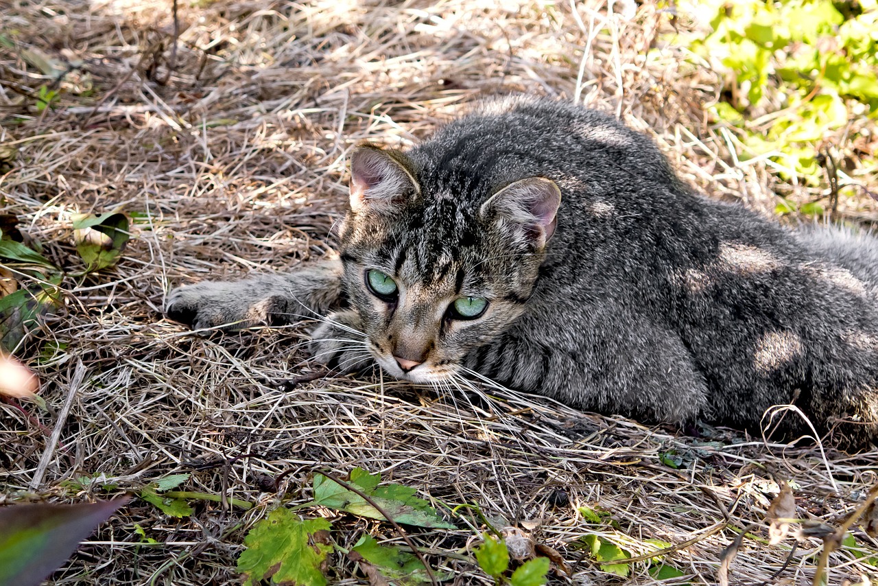 nature cat grass free photo