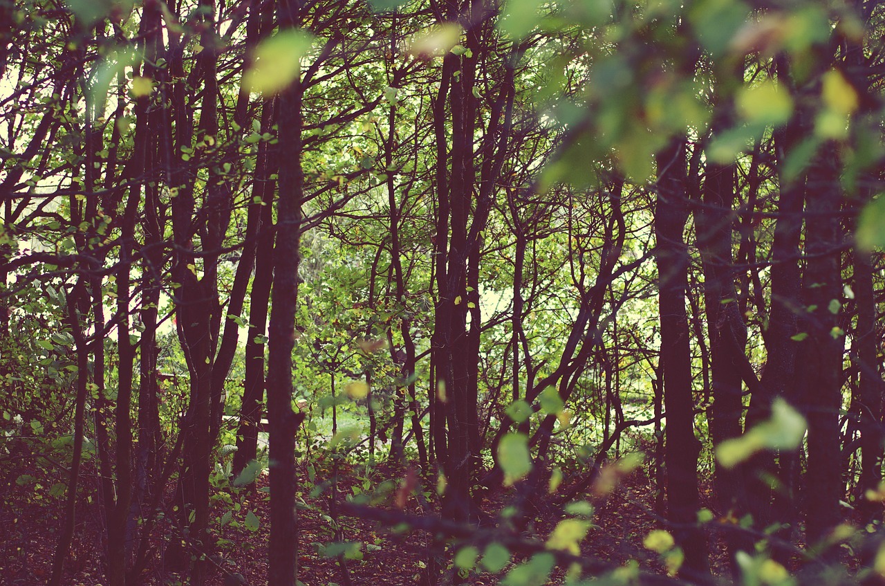 nature trees retro free photo