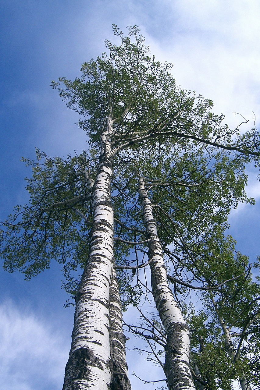 nature tree birch free photo